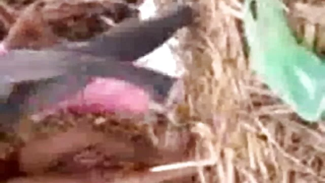बड़े स्तन बीएफ सेक्सी मूवी वीडियो में श्यामला उसे बिल्ली और गुदा खेलने के साथ.